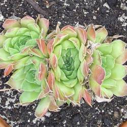 Sempervivum - Dachwurz - Hauswurz